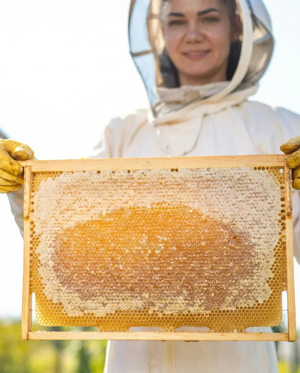 Mellifera