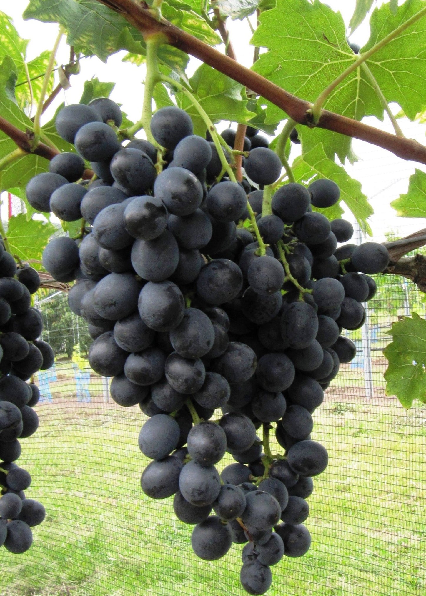 Trsna cepljenka namizno grozdje (Muscat bleu)