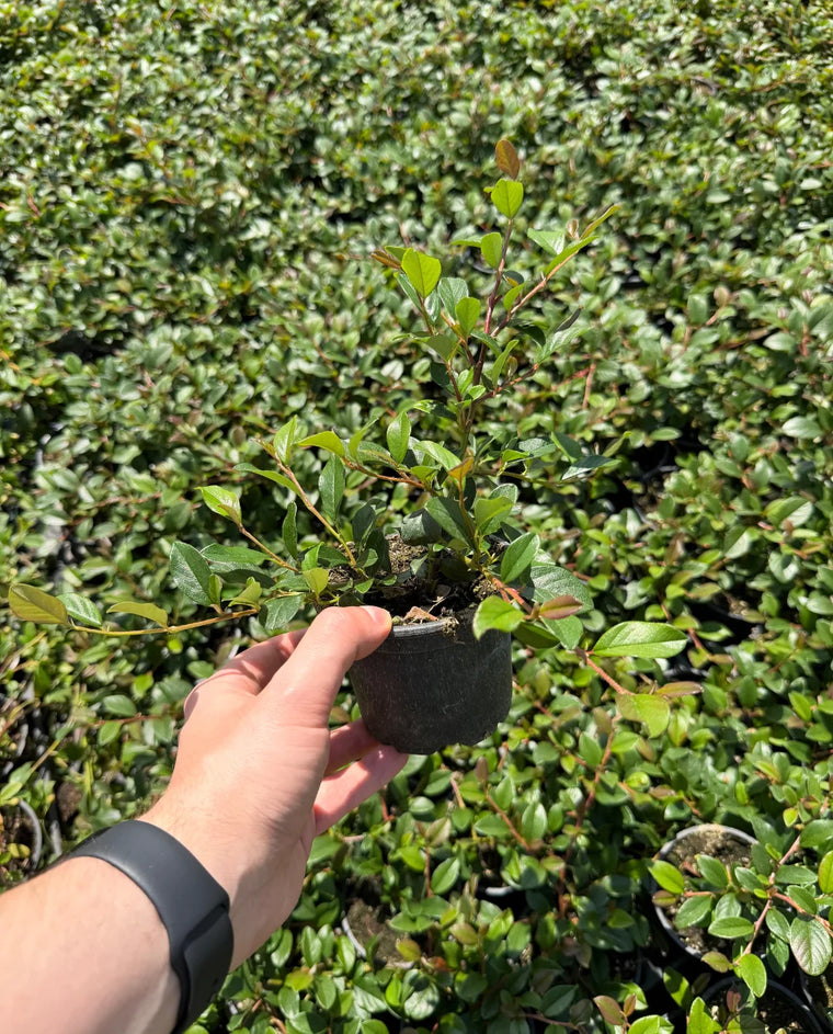 Cotoneaster dammeri