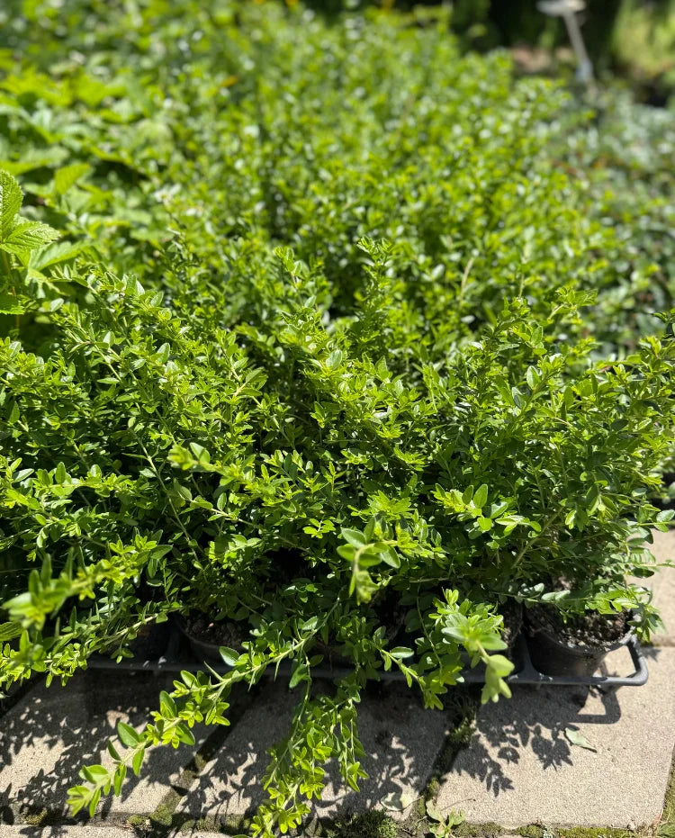 Kosteničevje Maigrun (Lonicera nitida)