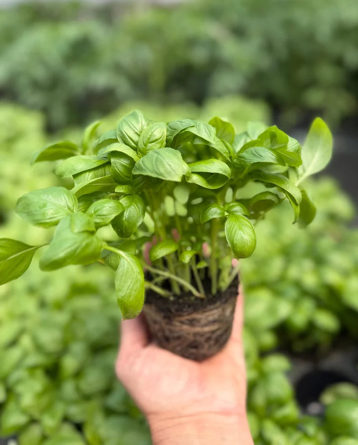 Bazilika (Ocimum basilicum)