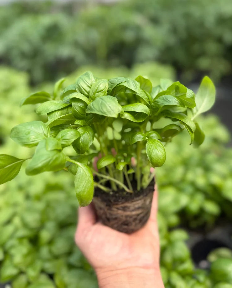 Bazilika (Ocimum basilicum)