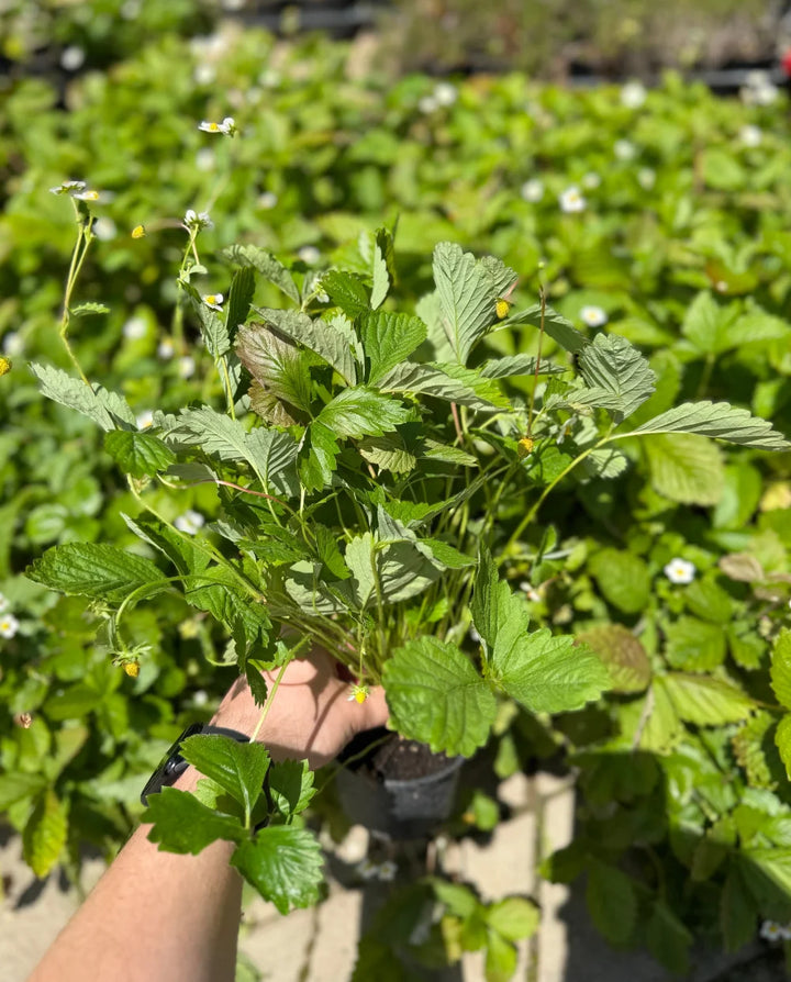 Gozdna jagoda (Fragaria vesca)