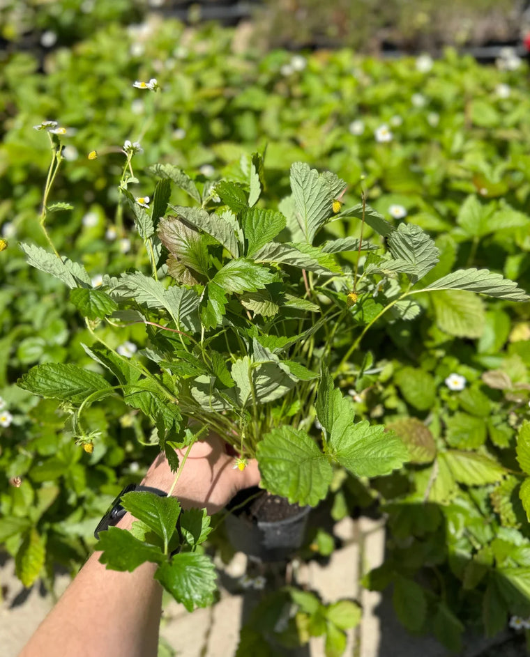 Gozdna jagoda (Fragaria vesca)