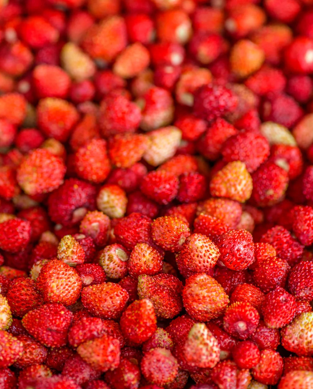 Gozdna jagoda (Fragaria vesca)