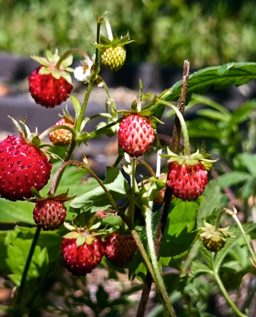 Gozdna jagoda (Fragaria vesca)