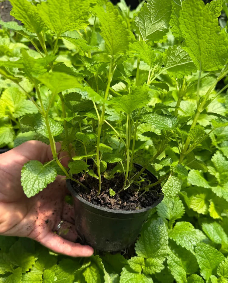 Melisa (Melissa officinalis)