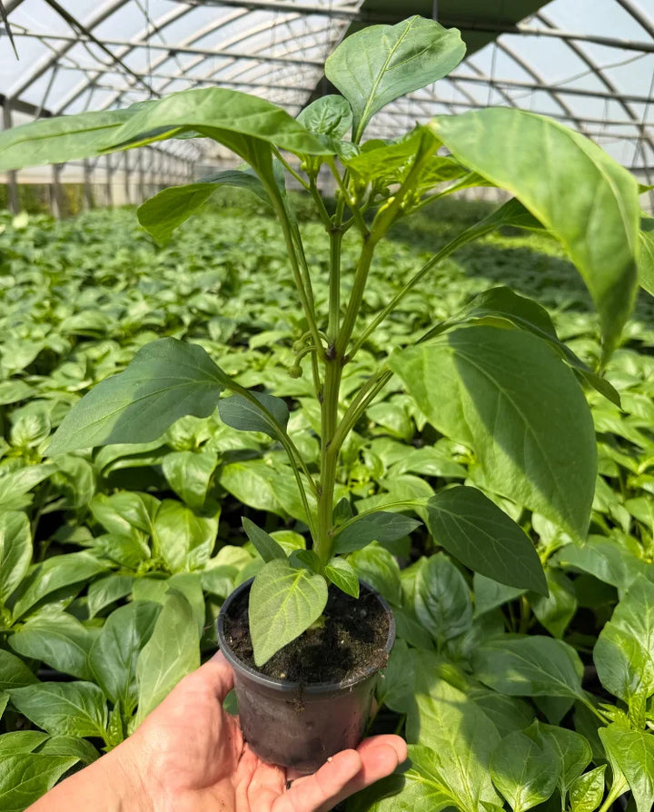 Paprika (Capsicum Kvadry)