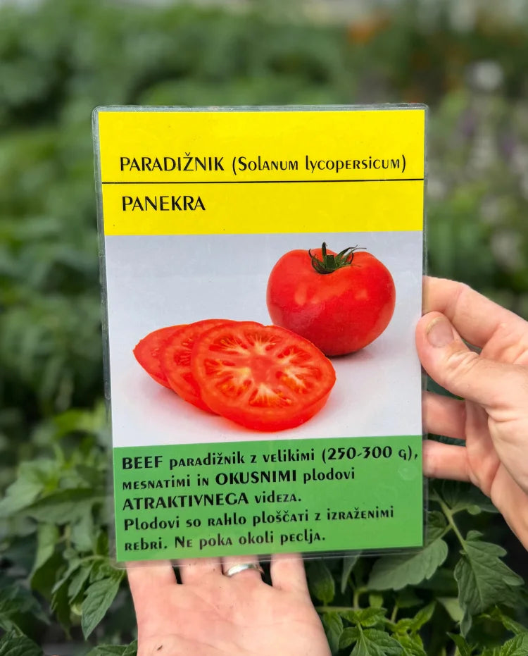 Paradižnik (Panekra)