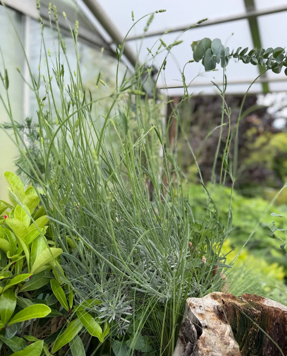 Sivka (Lavandula angustifolia)