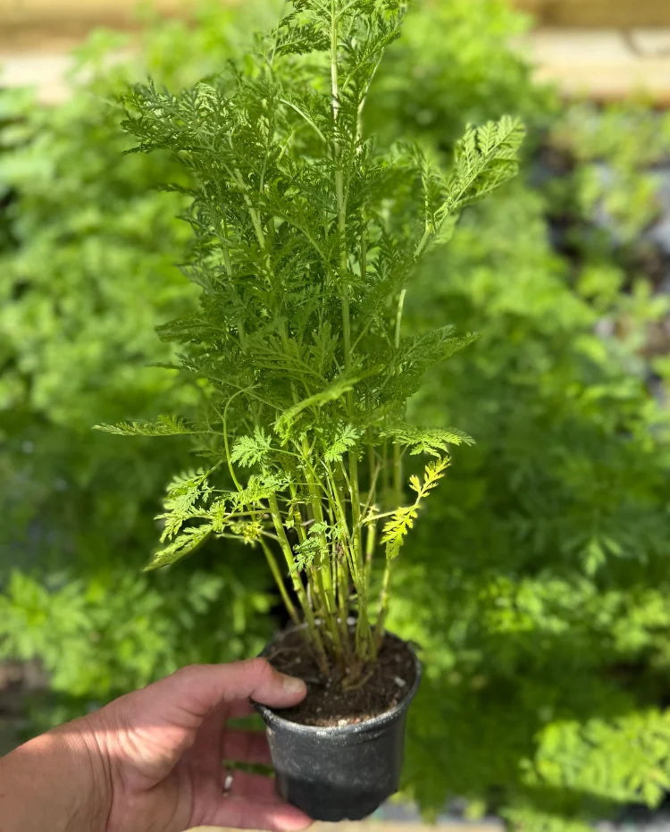Sladki pelin (Artemisia annua)