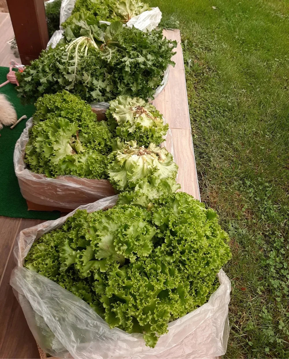 <strong>🥬 Solata kristalka</strong>