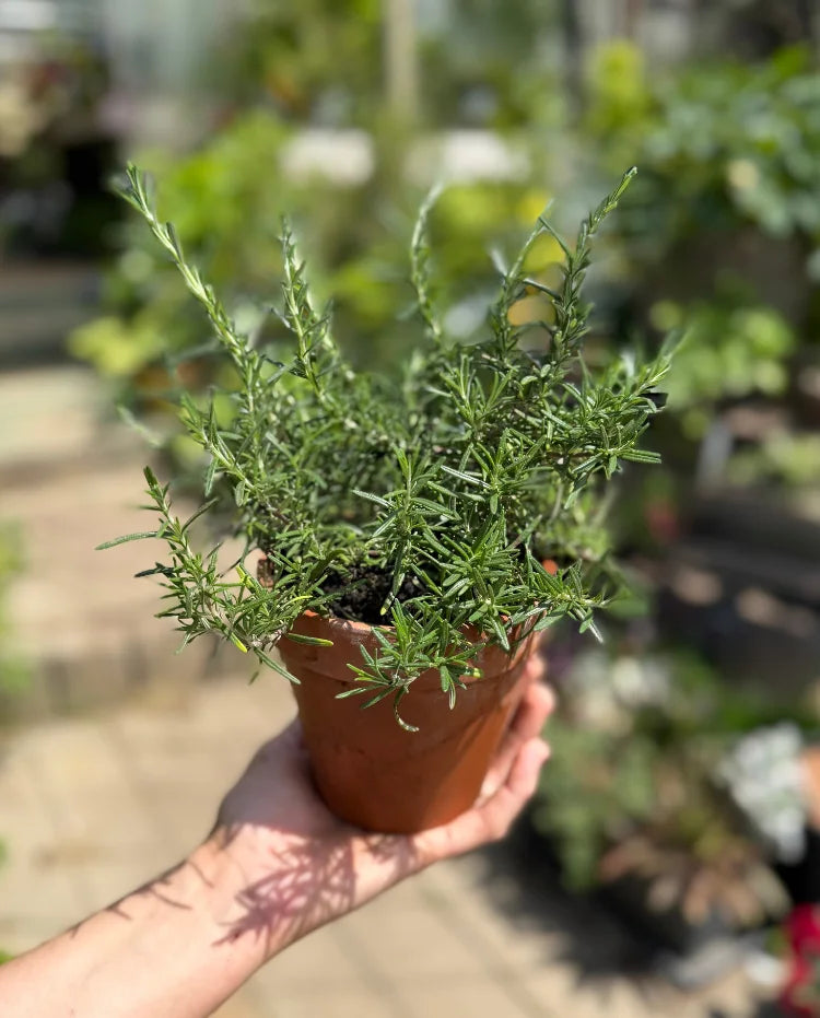 Viseči rožmarin (Rosmarinus officinalis ‘Prostratus’)
